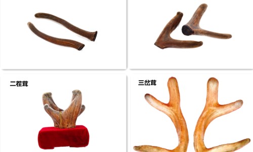 鹿茸会过期吗